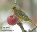 Carduelis_chloris