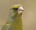 Carduelis_chloris