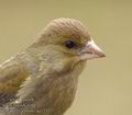 Carduelis_chloris