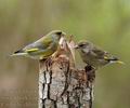 Carduelis_chloris_aj9770