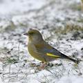 Carduelis_chloris_be5214