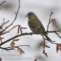 Carduelis_chloris_be8615