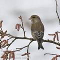 Carduelis_chloris_be8617