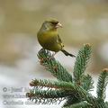 Carduelis_chloris_be8770