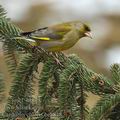 Carduelis_chloris_be8818