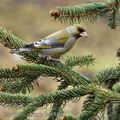 Carduelis_chloris_be8886