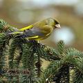 Carduelis_chloris_be8902