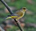 Carduelis_chloris_ca6723