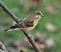 Carduelis_chloris_ca6768