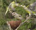 Carduelis_chloris