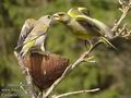 Carduelis_chloris