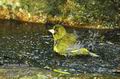 Carduelis_chloris