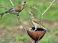 Carduelis_chloris