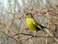 Carduelis_chloris