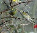 Carduelis_chloris