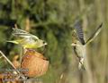 Carduelis_chloris