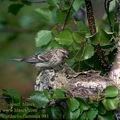 Carduelis_flammea