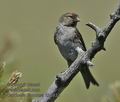 Carduelis_flammea_kb5932