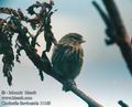 Carduelis_flavirostris