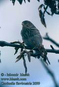 Carduelis_flavirostris