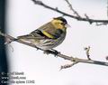 Carduelis_spinus