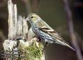 Carduelis_spinus