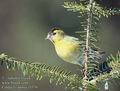 Carduelis_spinus