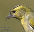 Carduelis_spinus