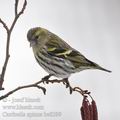 Carduelis_spinus_be8399