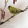 Carduelis_spinus_be8474