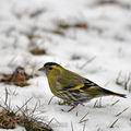 Carduelis_spinus_be8706