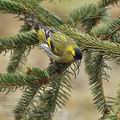 Carduelis_spinus_be8877