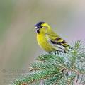 Carduelis_spinus_be9141