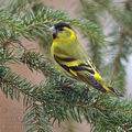 Carduelis_spinus_be9229