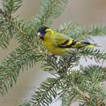 Carduelis_spinus_be9240