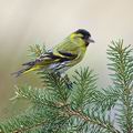 Carduelis_spinus_be9257