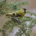 Carduelis_spinus_be9275