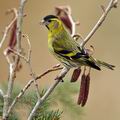 Carduelis_spinus_be9308