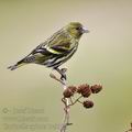 Carduelis_spinus_be9383