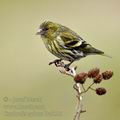 Carduelis_spinus_be9393