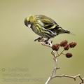 Carduelis_spinus_be9405