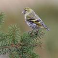 Carduelis_spinus_be9429