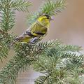 Carduelis_spinus_be9492