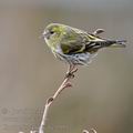 Carduelis_spinus_be9509