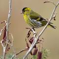 Carduelis_spinus_be9528