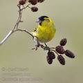 Carduelis_spinus_be9534