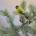 Carduelis_spinus_be9557