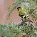 Carduelis_spinus_be9695