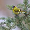 Carduelis_spinus_be9716