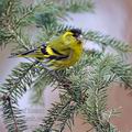 Carduelis_spinus_be9750